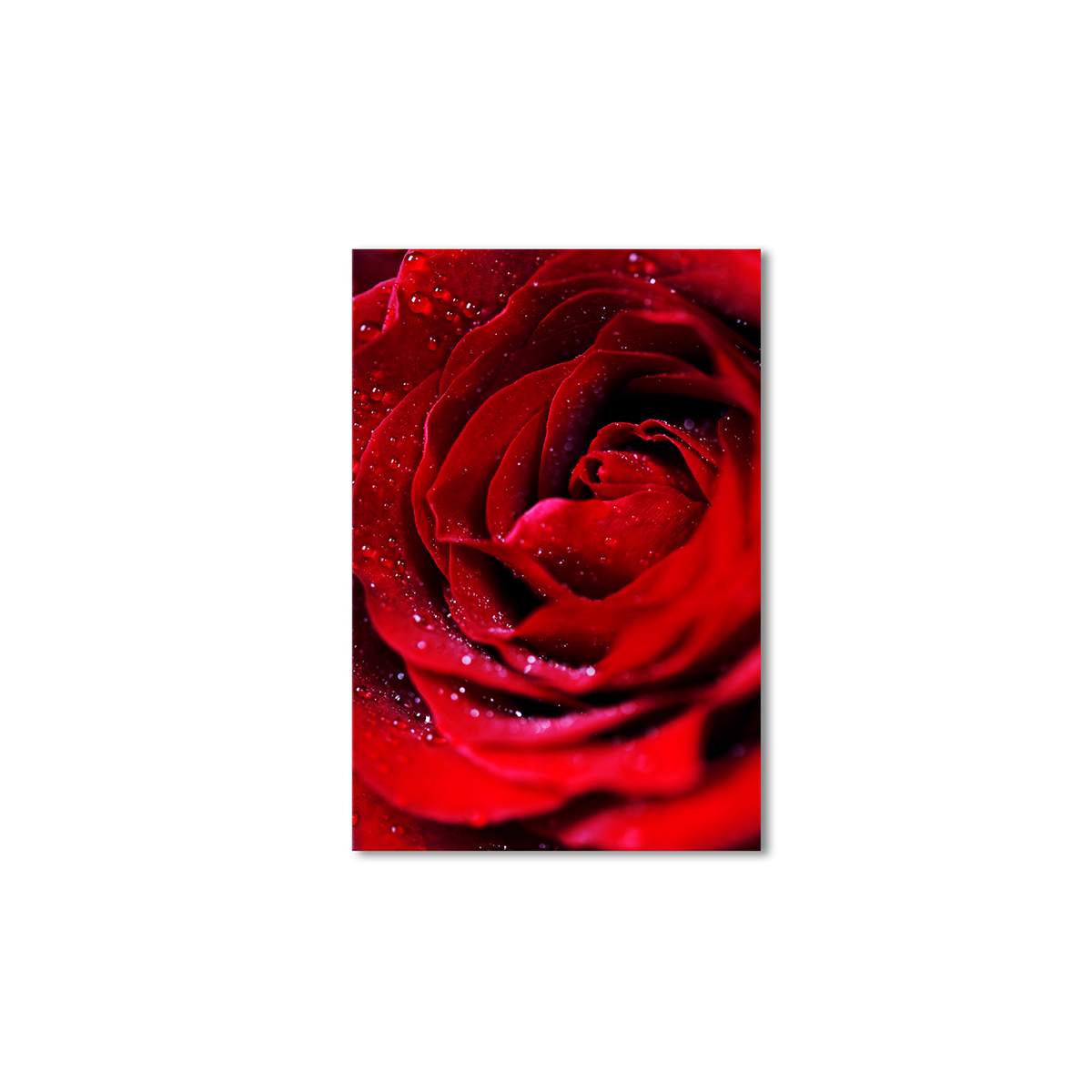 

Модульная картина Artel «Сердце розы» 105x70 см