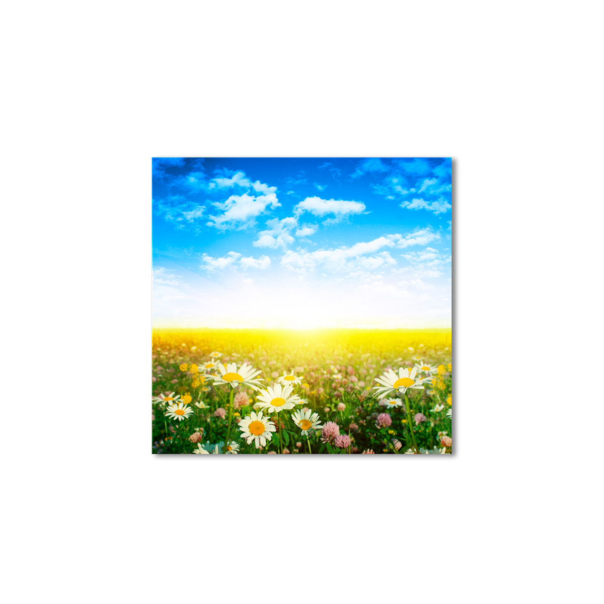 

Модульная картина Artel «Ромашково-клеверное поле» 120x120 см