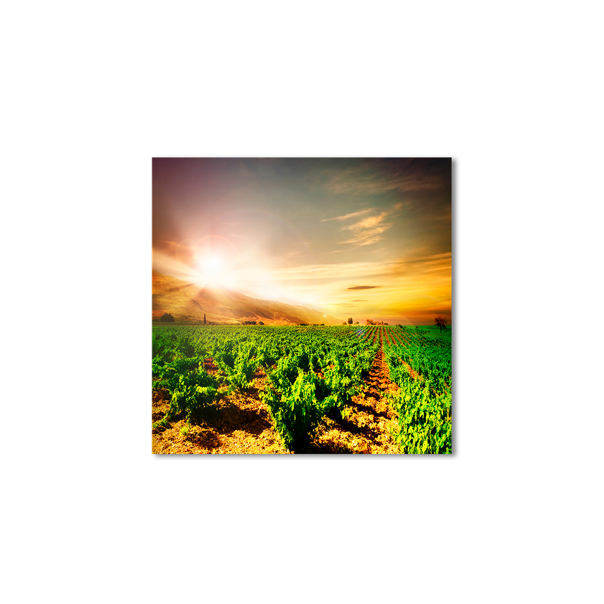 

Модульная картина Artel «Рассвет на виноградниках» 90x90 см