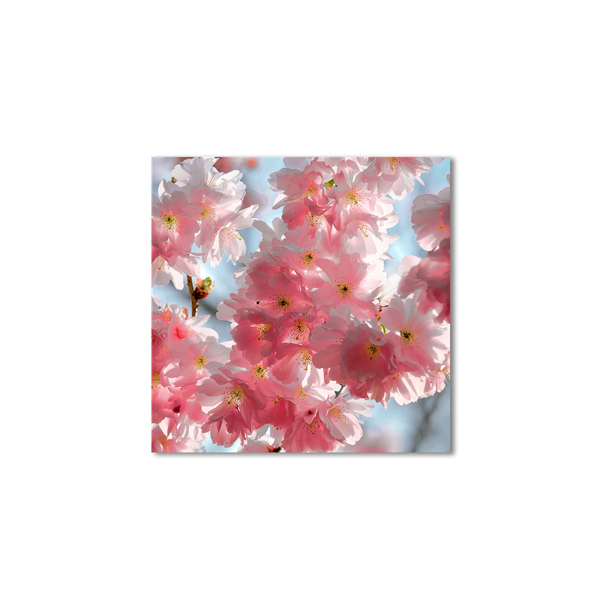 

Модульная картина Artel «Розовое цветение» 50x50 см