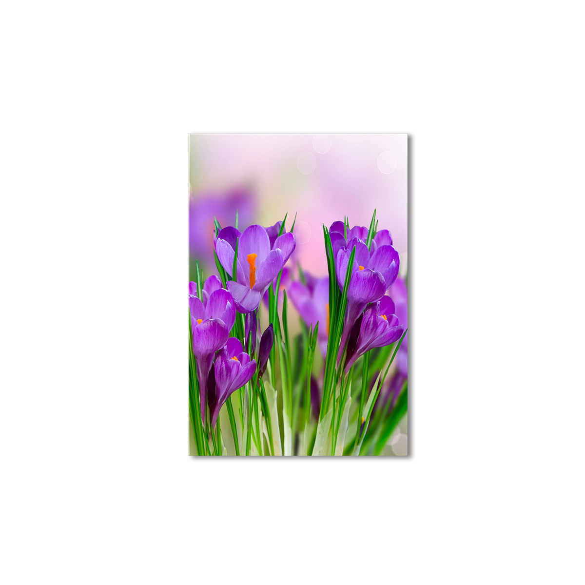 

Модульная картина Artel «Крокусы фиолетовые» 100x100 см