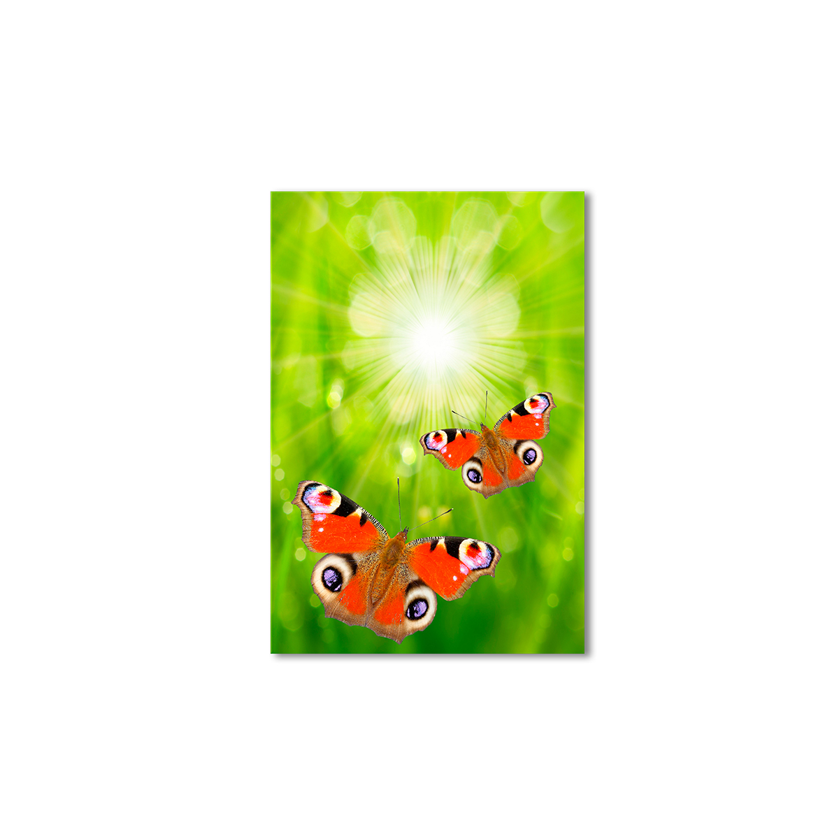 

Модульная картина Artel «Булавоусые чешуекрылые бабочки» 90x60 см