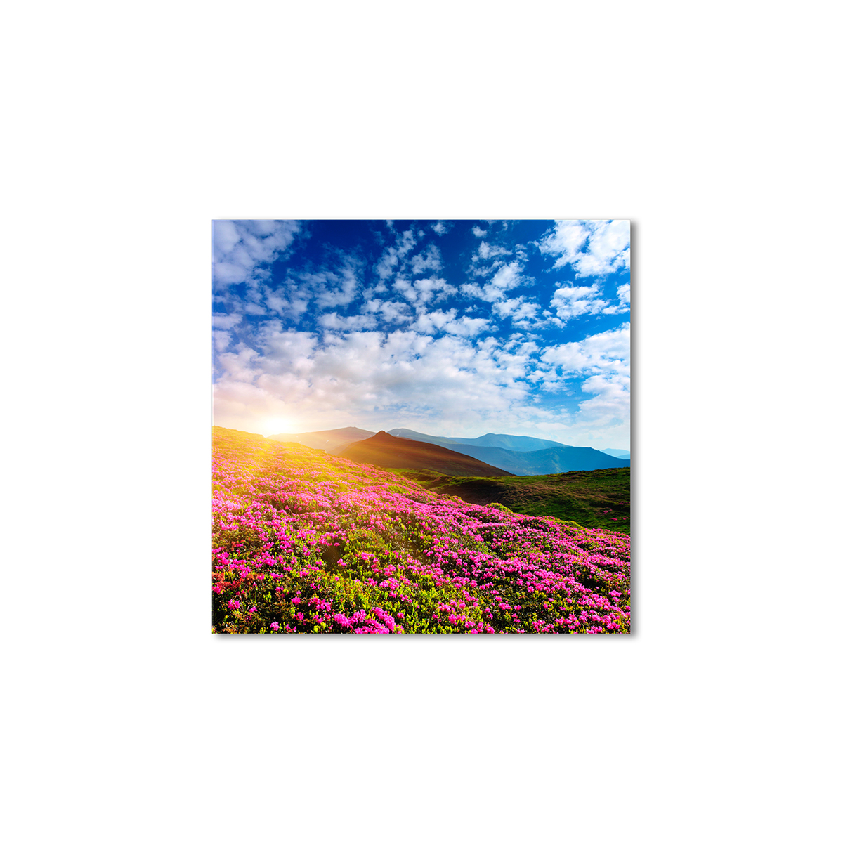 

Модульная картина Artel «Цветочные холмы» 120x120 см