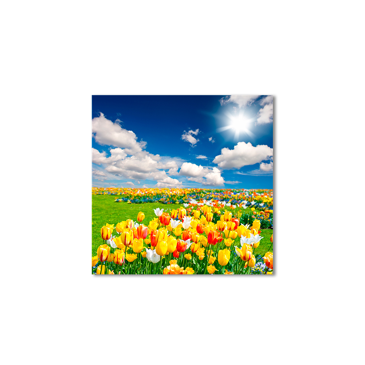 

Модульная картина Artel «Весна, тюльпаны» 50x50 см