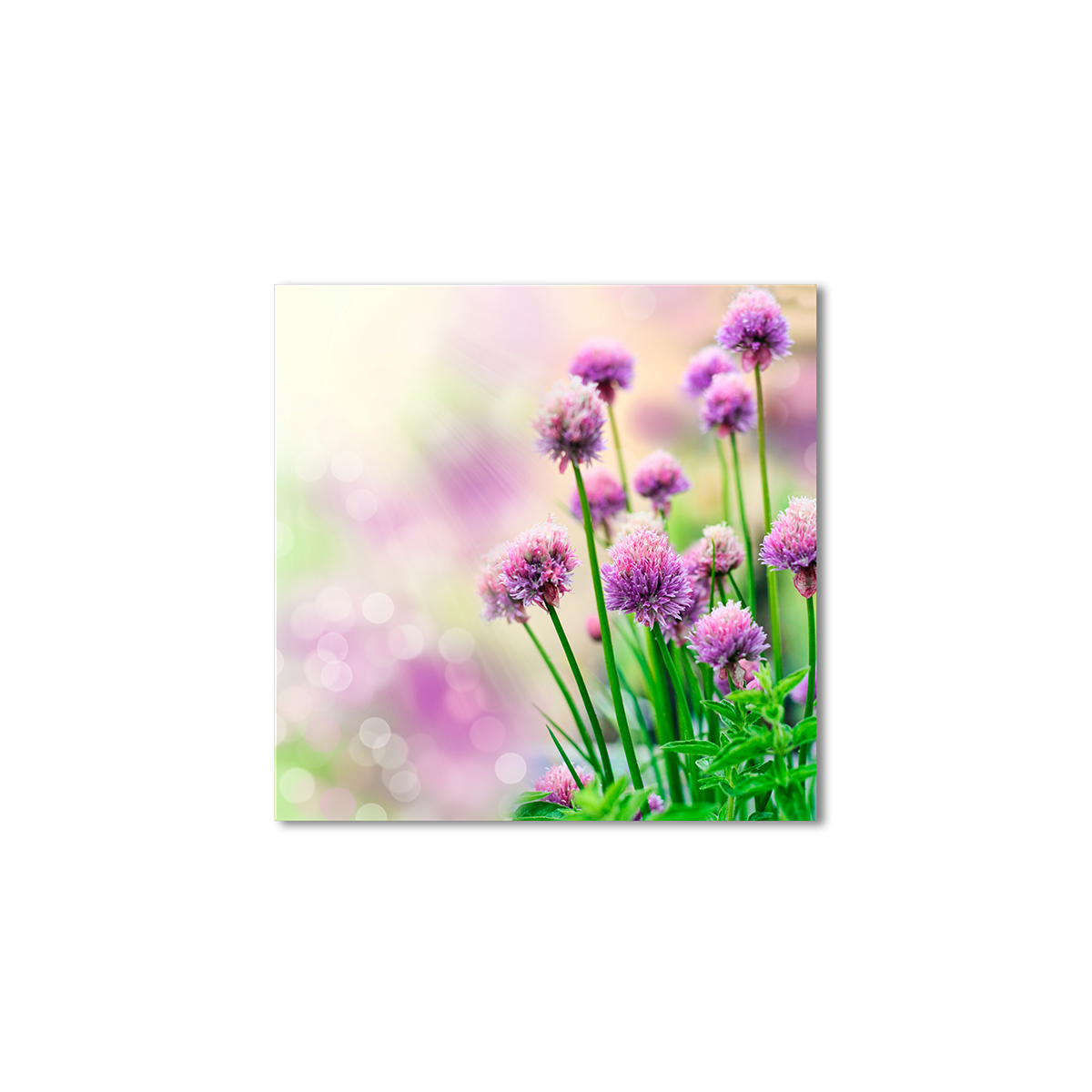 

Модульная картина Artel «Цветы клевера» 80x80 см