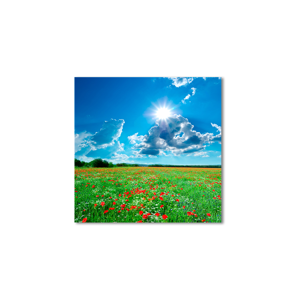 

Модульная картина Artel «Солнечное маковое поле» 100x100 см