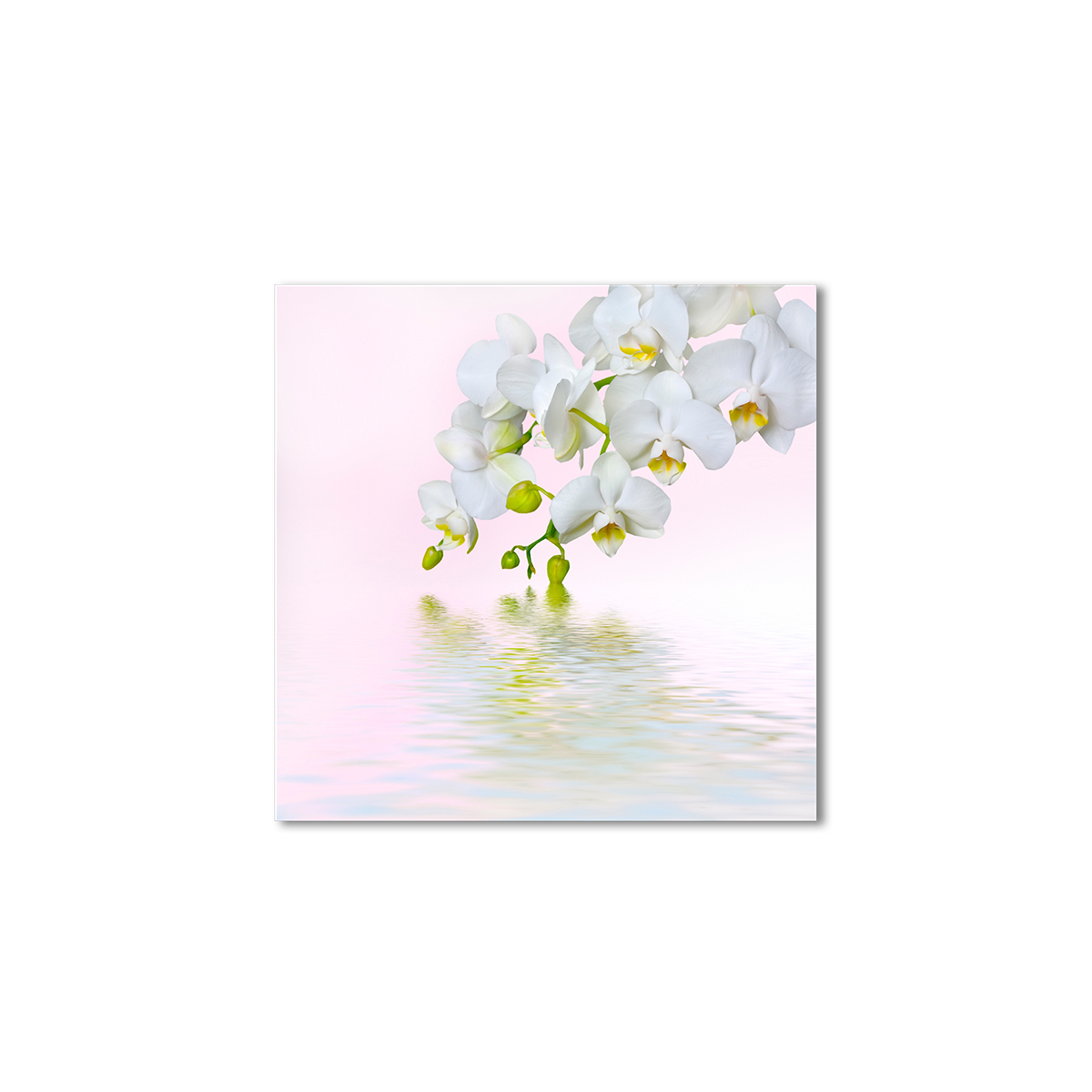 

Модульная картина Artel «Белая орхидея на нежно-розовом фоне» 90x90 см