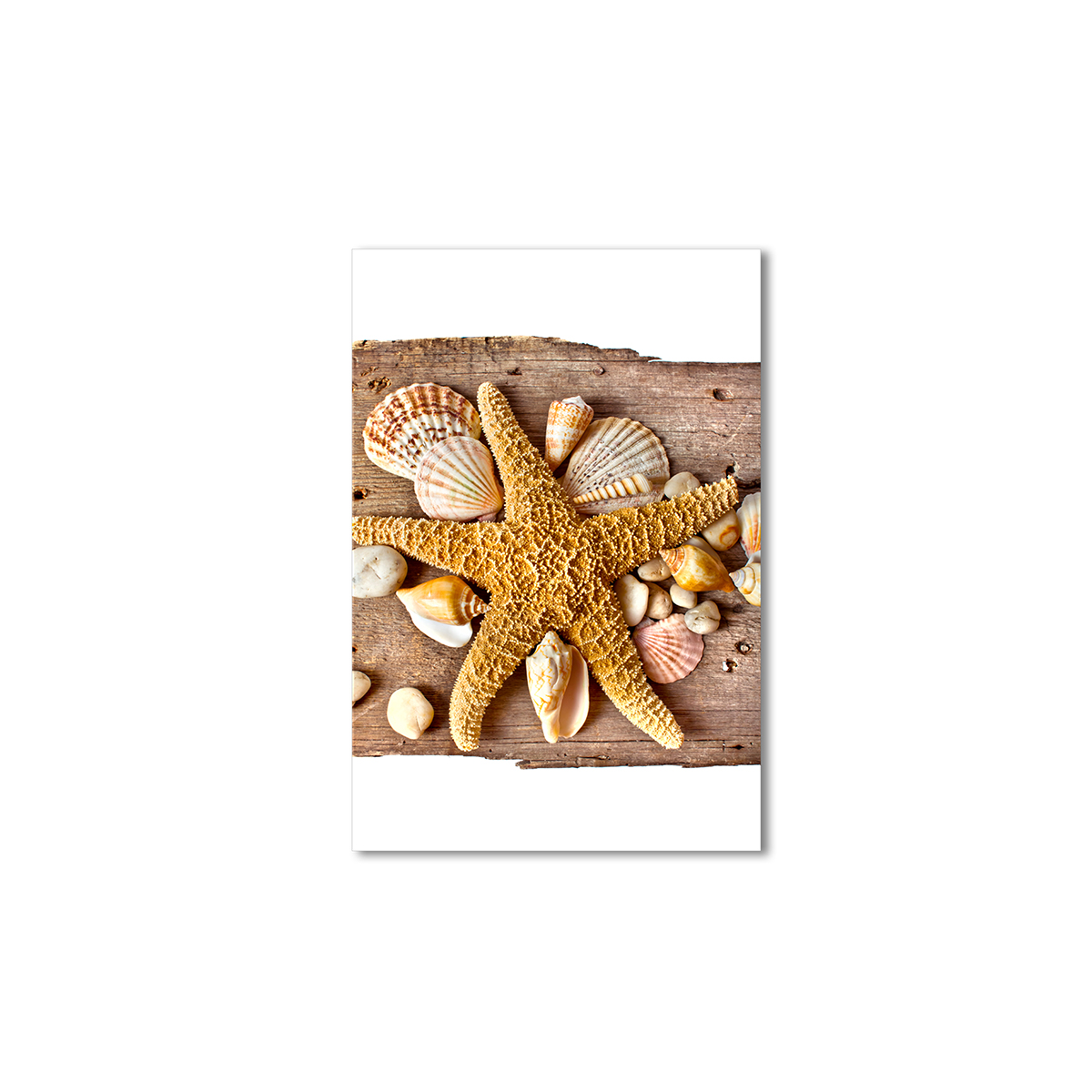 

Модульная картина Artel «Морская звезда и ракушки» 75x50 см