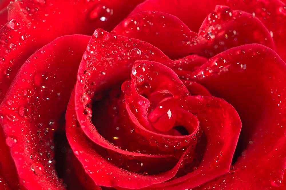 

Фотообои WS Wallpaper Красная роза 280*180 (1139) Жаккард