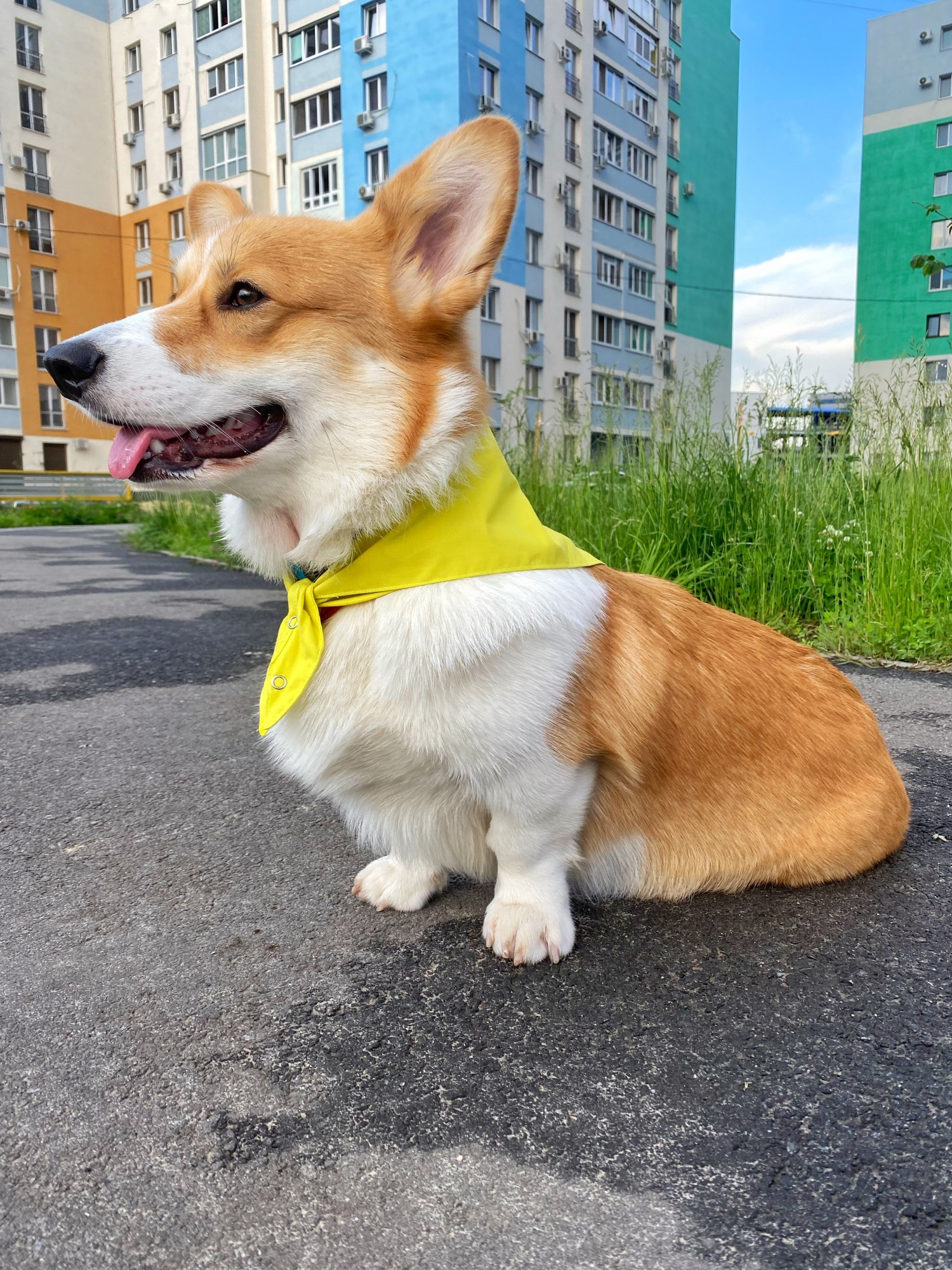 

Бандана для собак принт Неоновый-желтый CORGINUTI