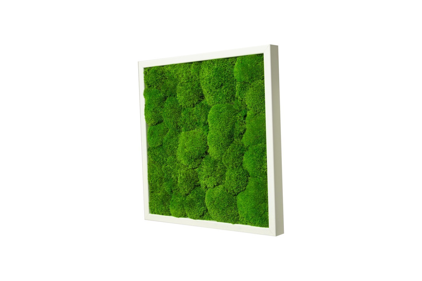 

Картина SmartBotanica из стабилизированного мха 60*60 см в белой деревянной рамке
