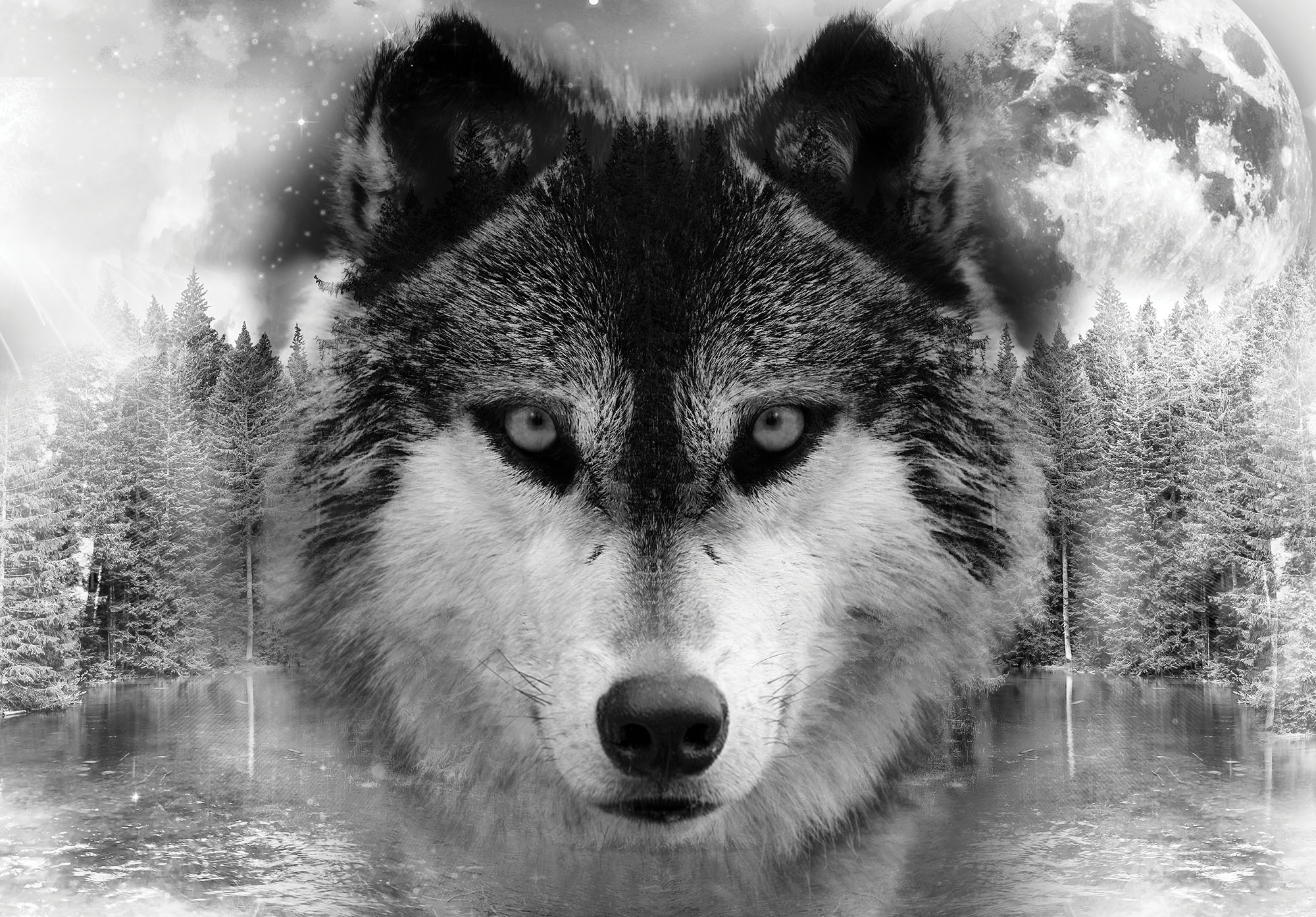 Фотообои волки
