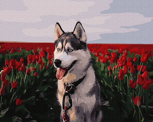 

Живопись по номерам "Хаски" Rainbow Art (GX30983)