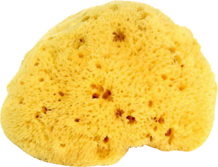 

Натуральная морская губка Ok Baby Honeycomb Sea Sponge размер 14 (38471400)