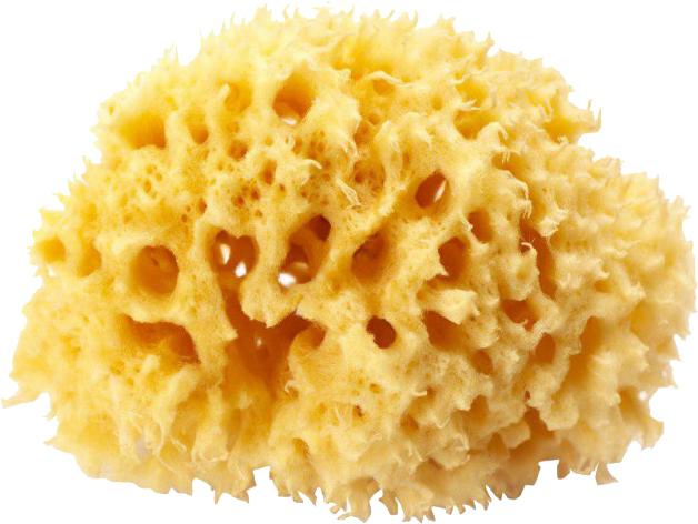 

Натуральная морская губка Ok Baby Silk Fine Sea Sponge размер 16 (38481600)