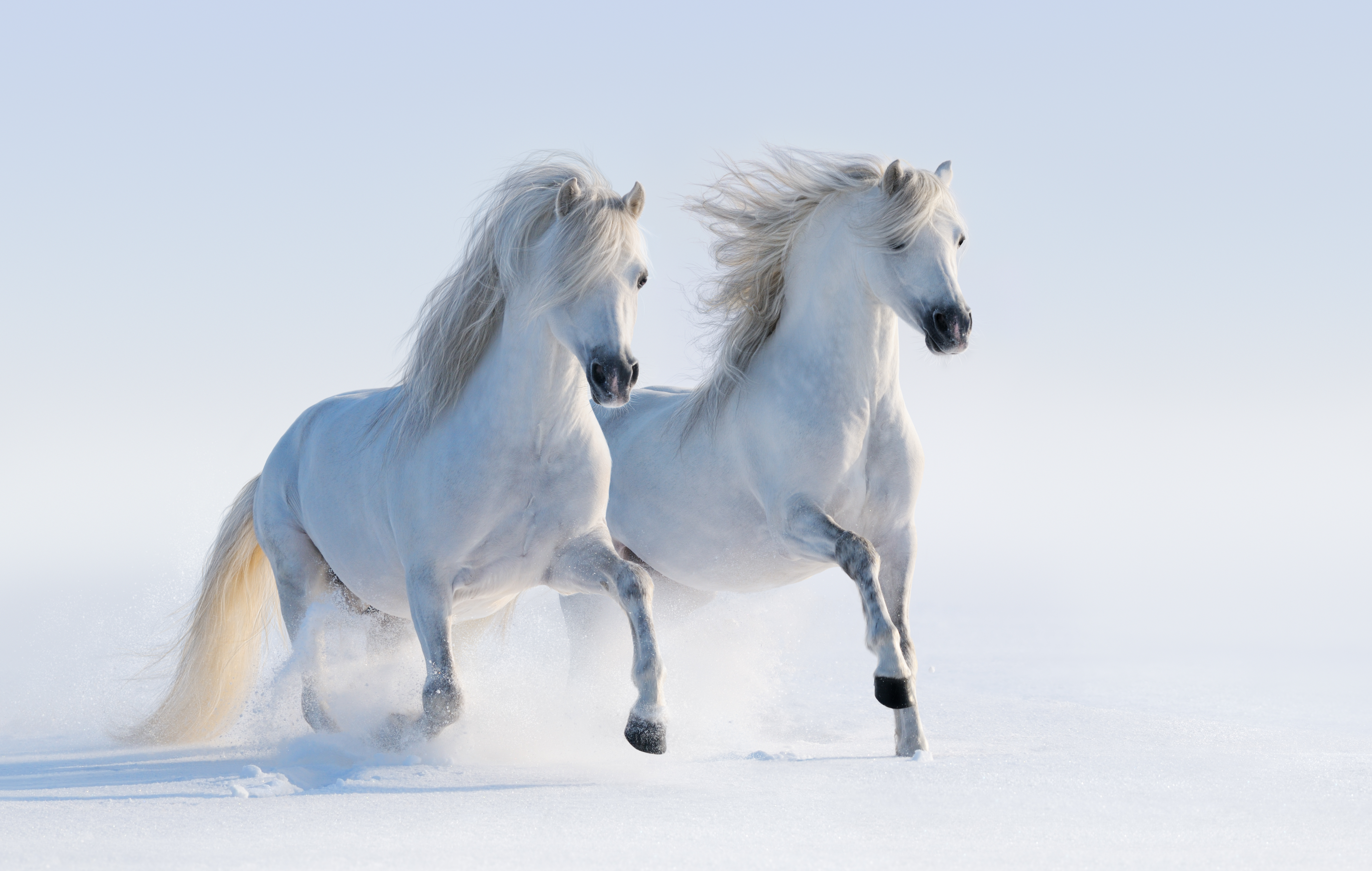 

Фотообои WS Wallpaper Белый лошади 258*260 (117594523) Песок