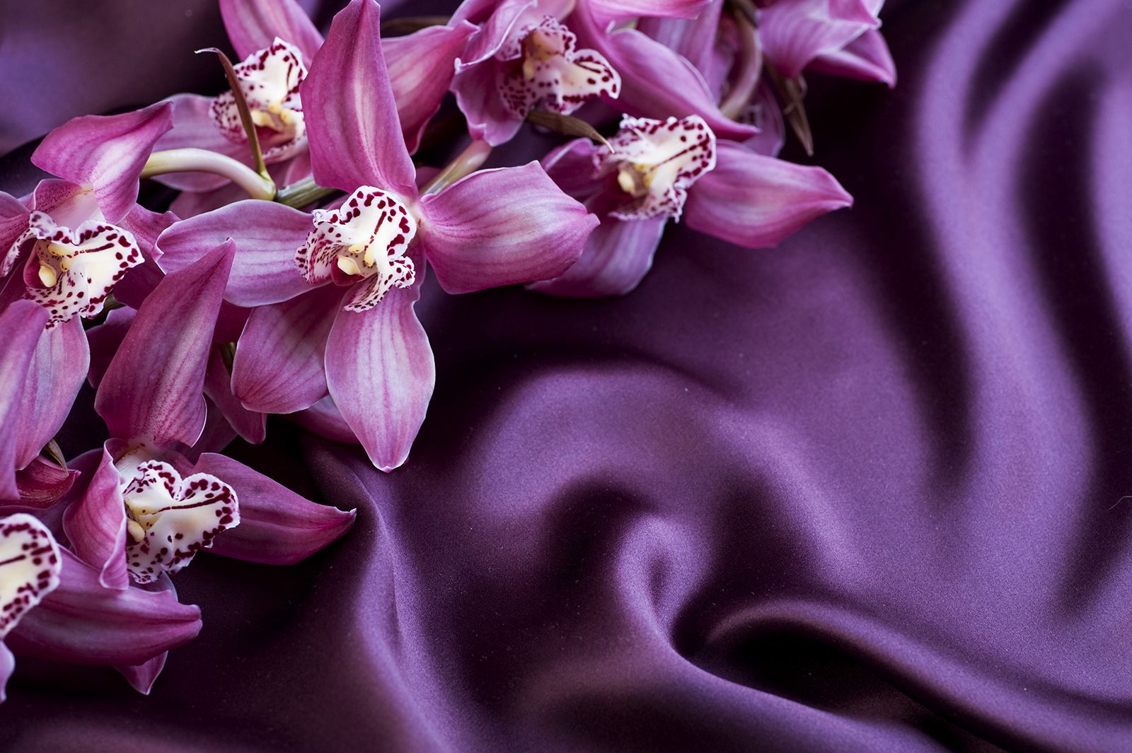 

Фотообои Walldeco Цветы на атласе №8281 Деко