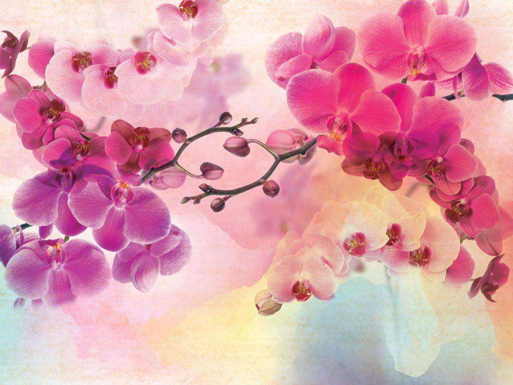 

Фотообои Walldeco Розовые орхидеи №23571 Волокно