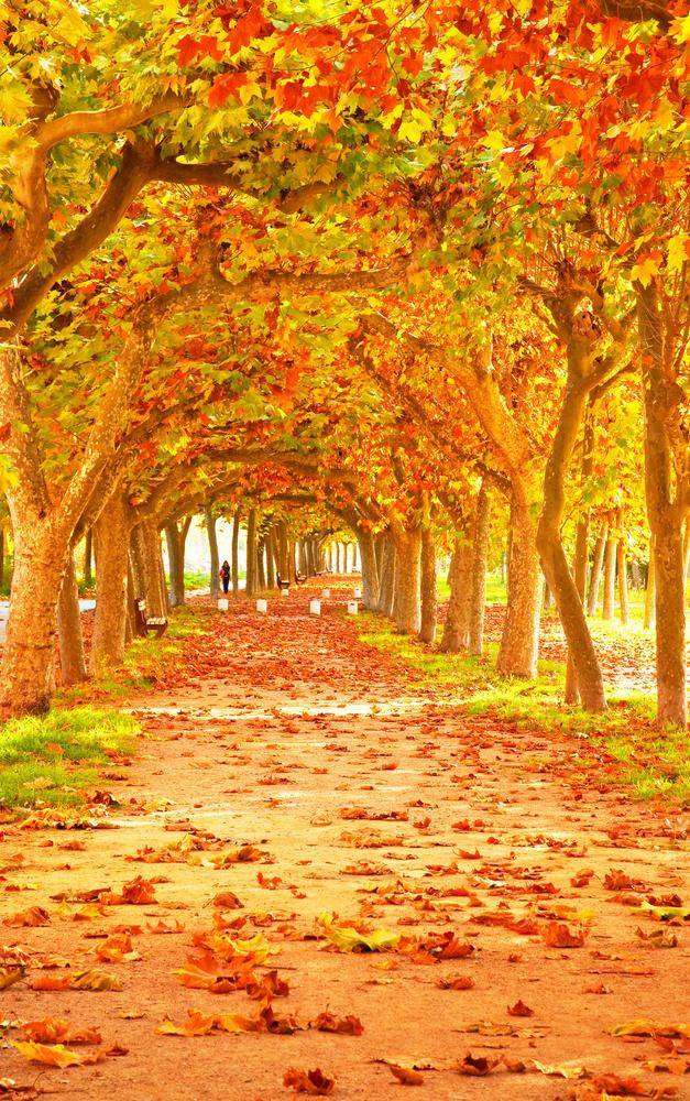 

Фотообои Walldeco Осенние листья на дороге №1596 Деко