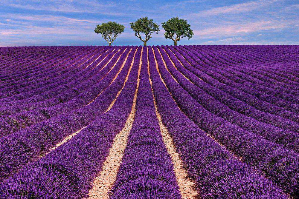 

Фотообои Walldeco Фиолетовое поле №27565 Лоск