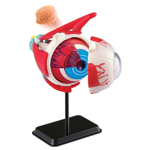 

Модель глазного яблока Edu-Toys сборная, 14 см (KID_SK007) 18 x 23 x 5.2 см