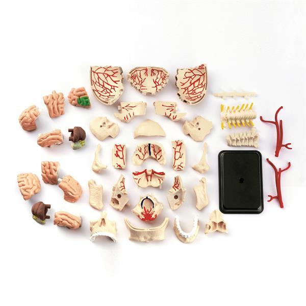 

Модель черепа с нервами Edu-Toys сборная, 9 см (KID_SK010) 18 x 23 x 5.2 см