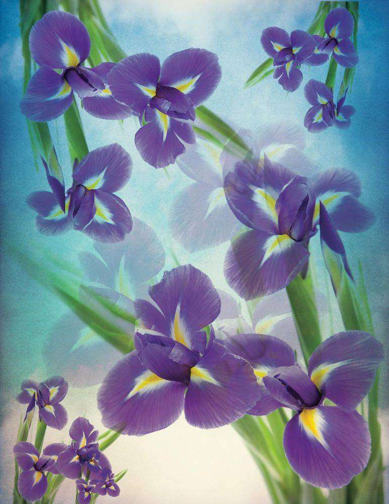 

Фотообои Walldeco Ирисы №23568 Деко