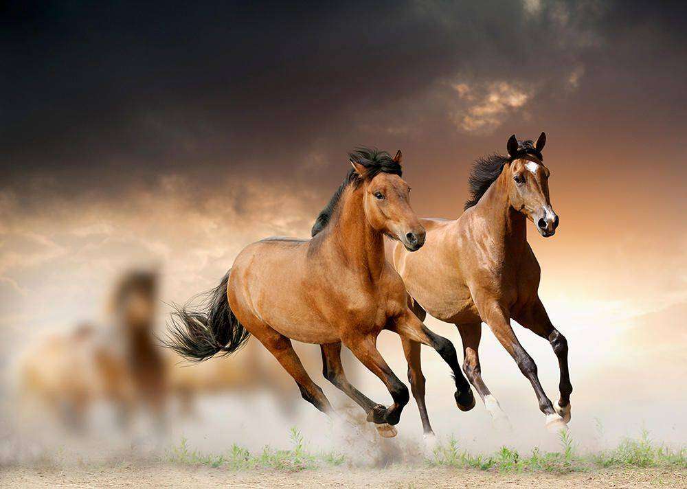 

Фотообои Walldeco Два коня №11247 Гладь