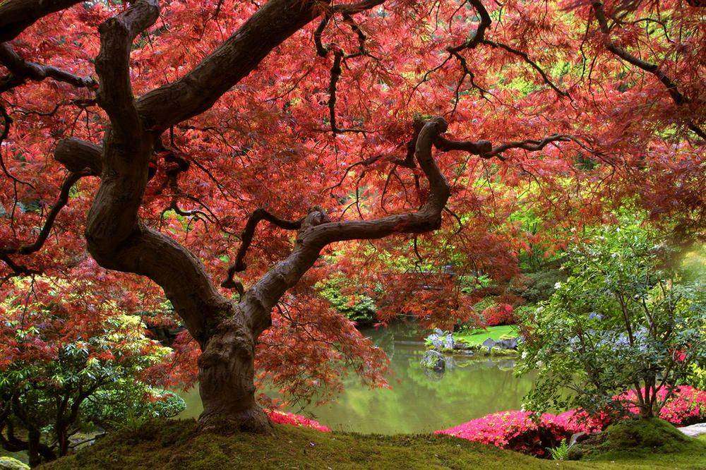 

Фотообои Walldeco Японский клен №1452 Деко