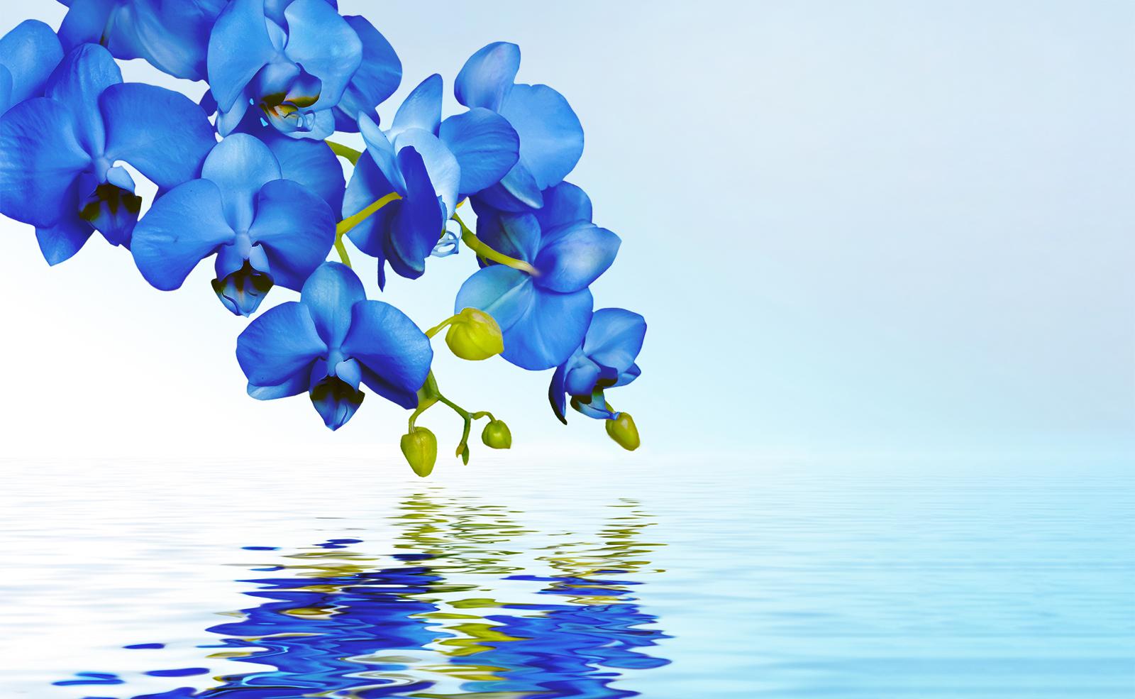 

Фотообои Walldeco Синие орхидеи №36378 Деко