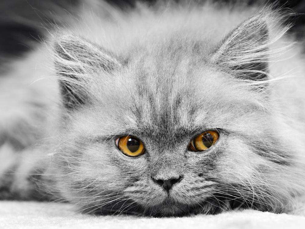 

Фотообои Walldeco Серый котенок №5791 Фреска