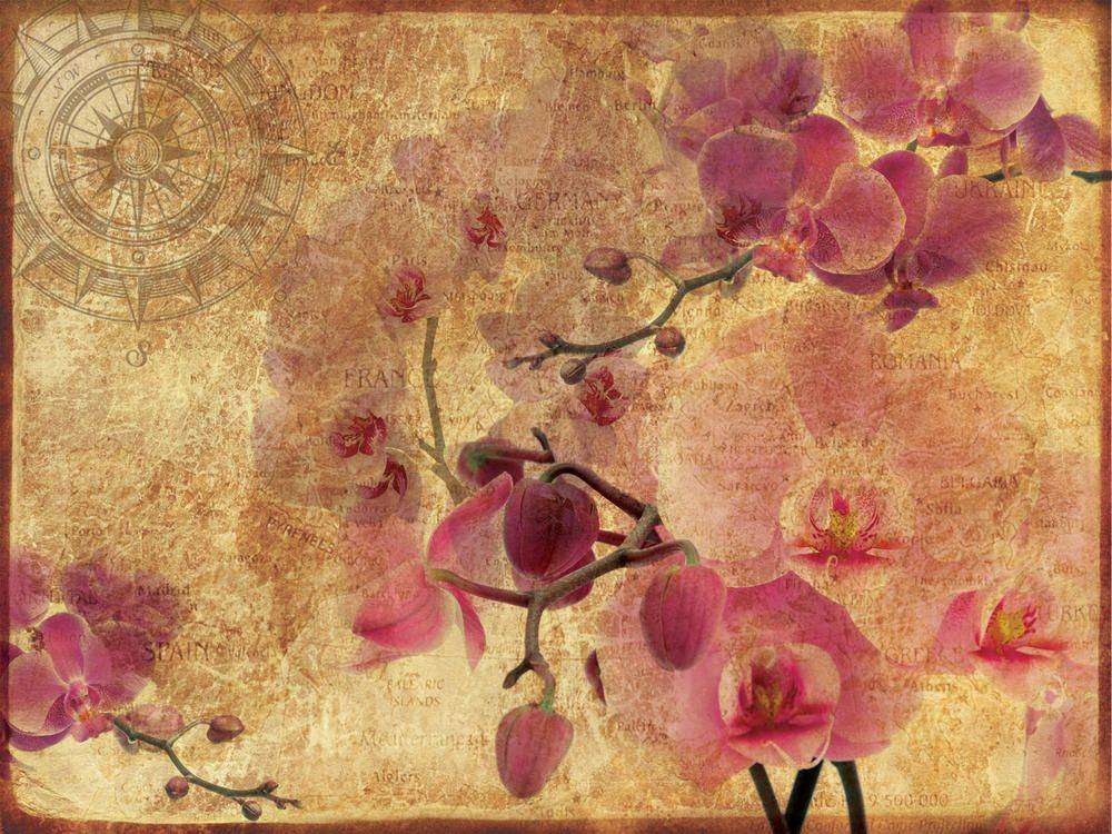 

Фотообои Walldeco Орхидеи на винтажном фоне №23567 Фреска