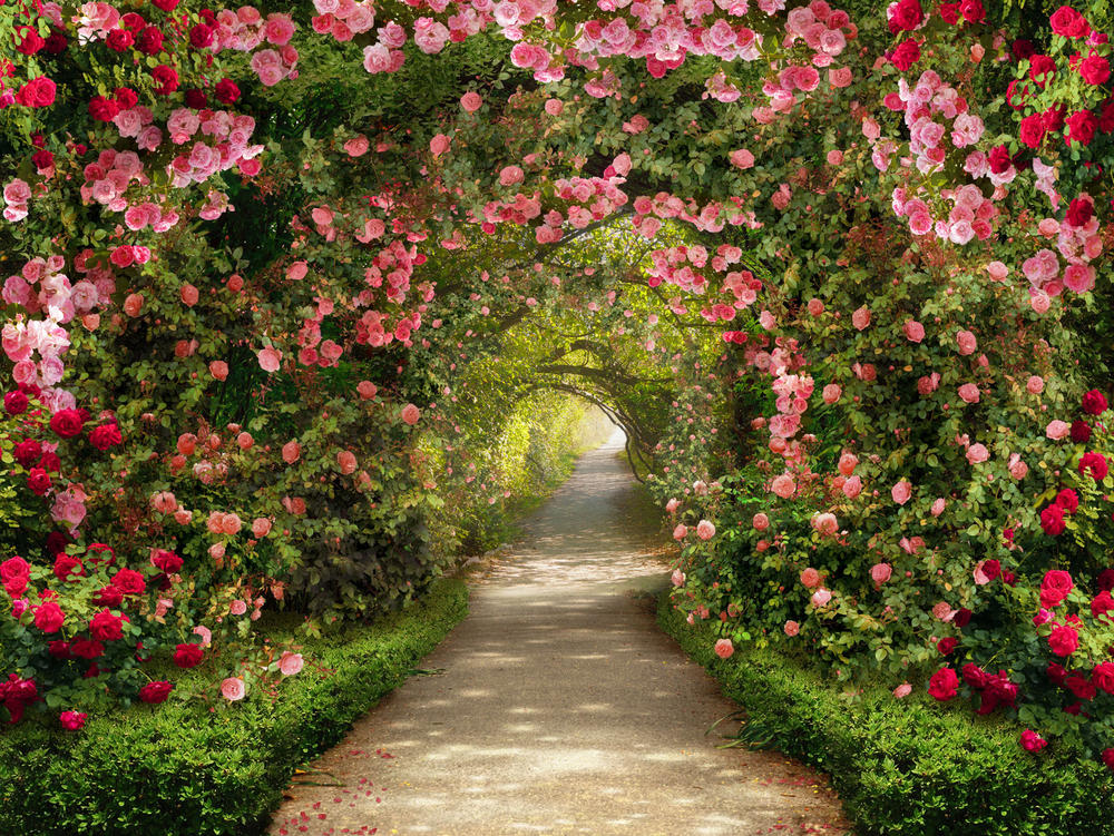 

Фотообои Walldeco Арка из роз №31382 Гладь