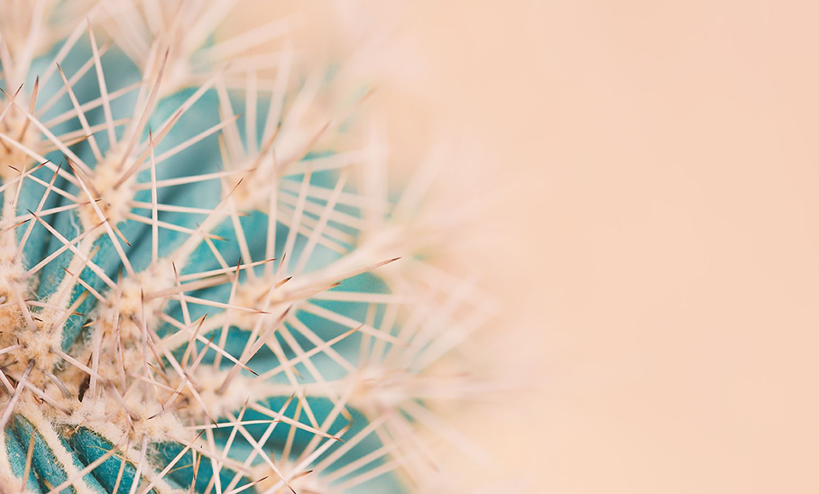 

Фотообои Walldeco Кактус №44277 Базальт