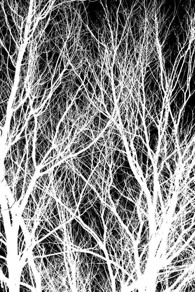 

Фотообои Walldeco Ветки №21645 Волокно