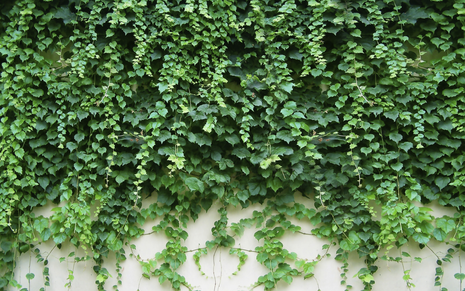 

Фотообои Walldeco Плющ №37514 Фреска