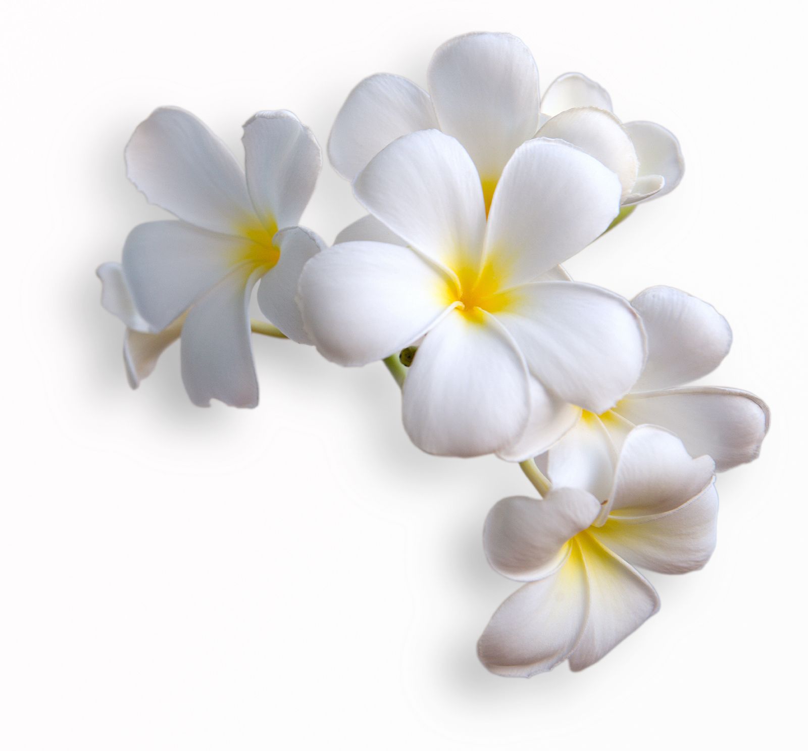 

Фотообои Walldeco Белые цветы №14388 Волокно