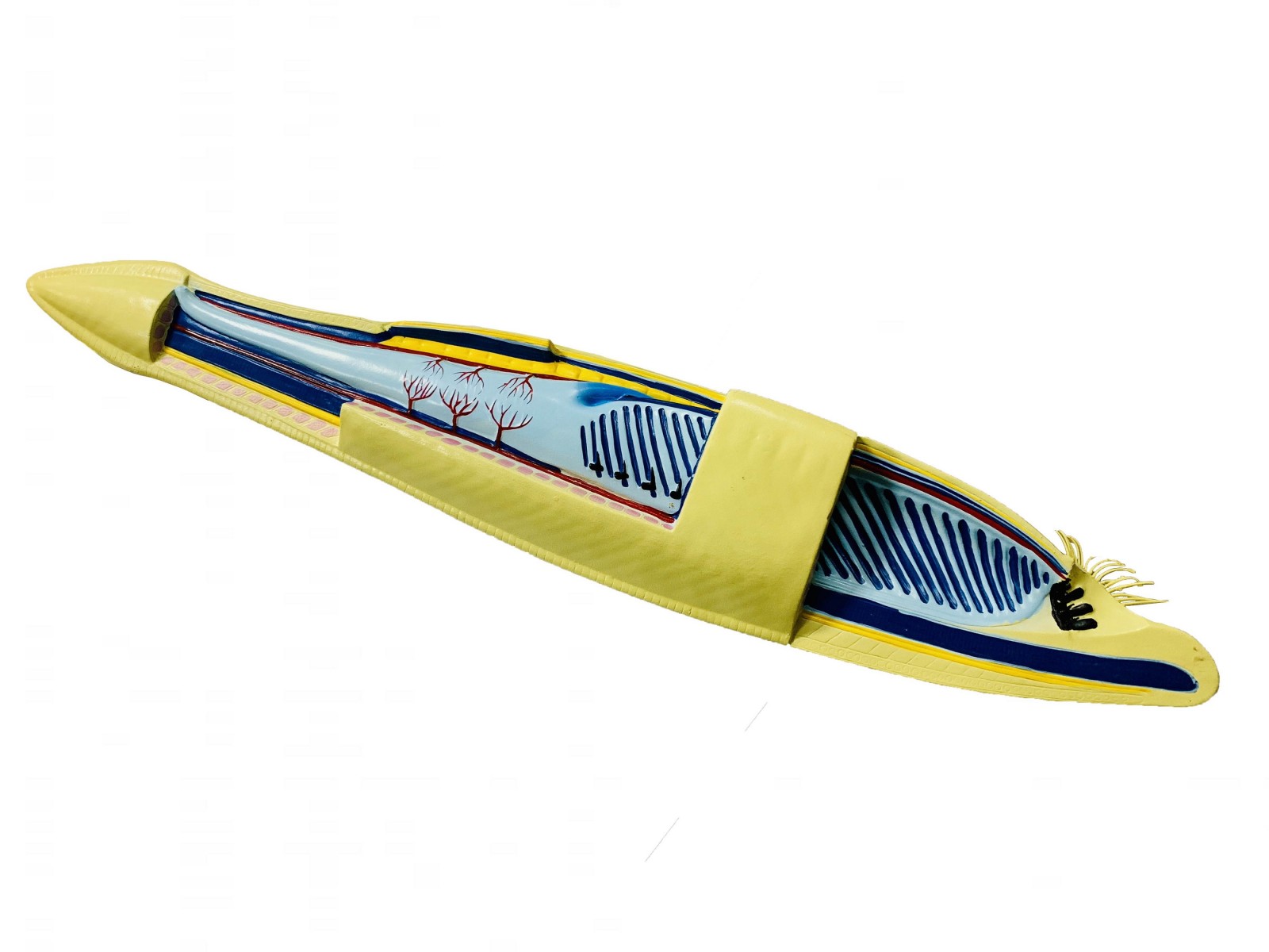 

Модель Ланцетник UMSchool Yellow
