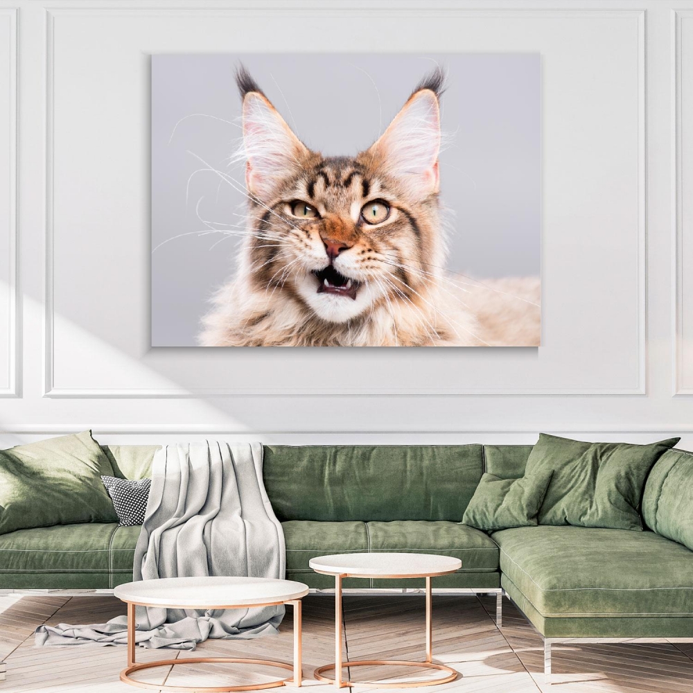 

Картина на холсте Животные Cute Maine Coon Kitten 50х65 см.