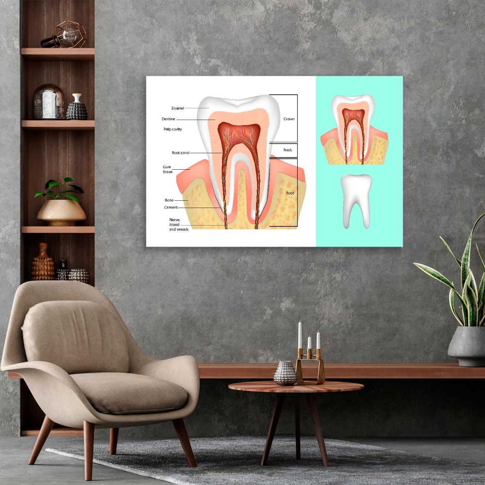 

Картина на холсте Стоматология Tooth Structure 50х65 см.