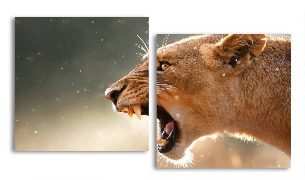 

Модульная картина LaPrint Львица 100х54 см