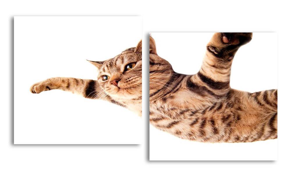 

Модульная картина LaPrint Котик 100х54 см