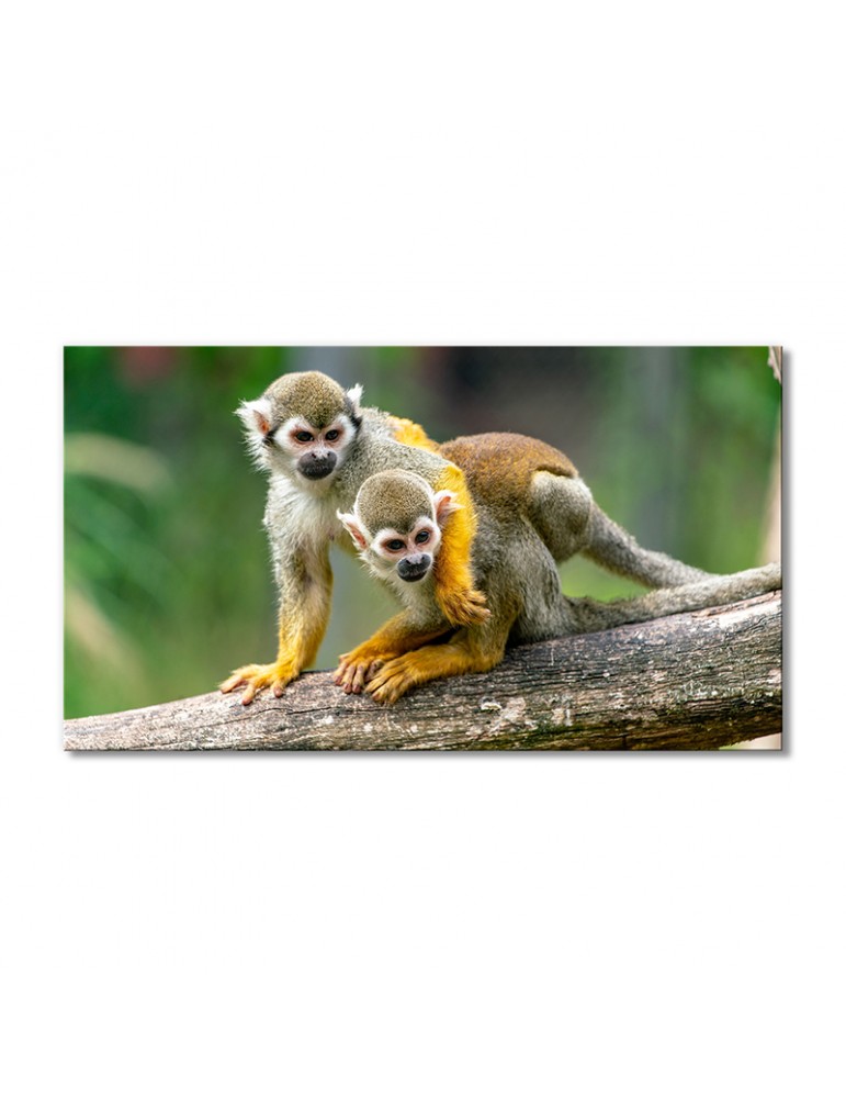 

Модульная картина Artel «Беличьи обезьяны» 1 модуль 70x105 см