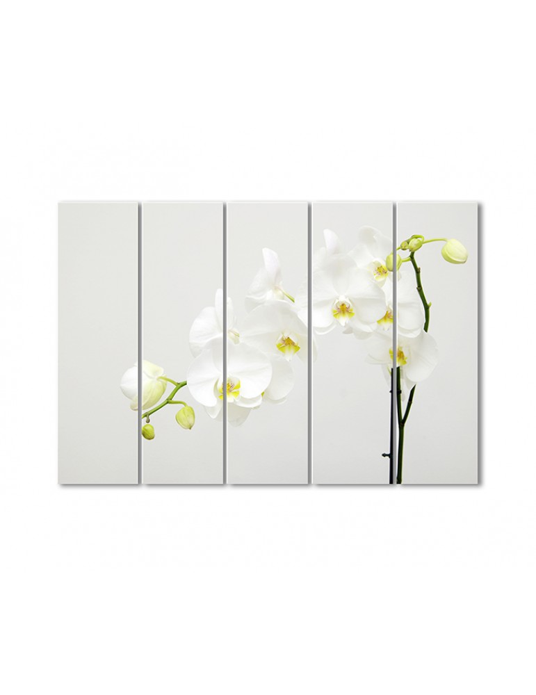

Модульная картина Artel «Белый фаленопсис» 5 модулей 120x180 см