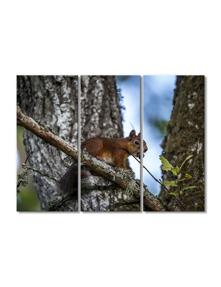 

Модульная картина Artel «Белка на ветке с добычей» 3 модуля 50x75 см