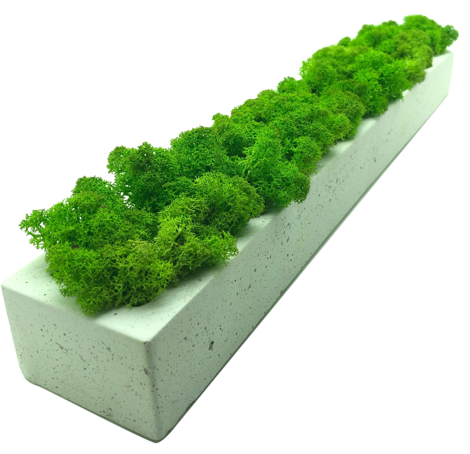 

Стабилизированный мох SO Green Соу Грин в бетонном кашпо 50×6 см (00121)