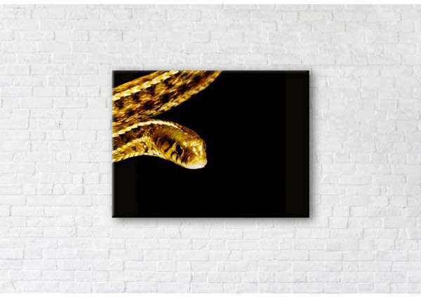 

Картина на холсте IBR Golden Snake 75x100 см