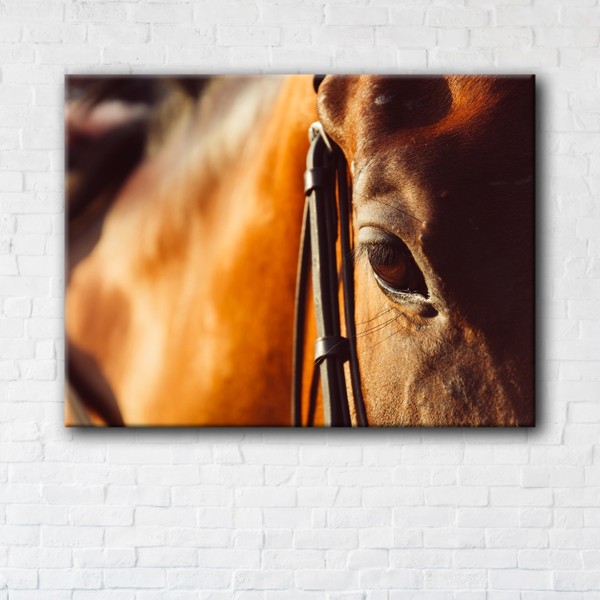 

Картина на холсте IBR Horse 45x60 см