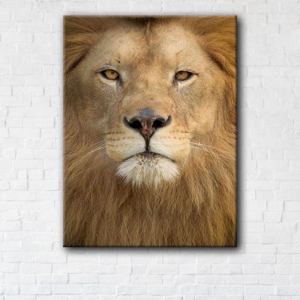 

Картина на холсте IBR Lion 90x180 см