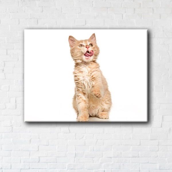 

Картина на холсте IBR Screaming cat 90x180 см
